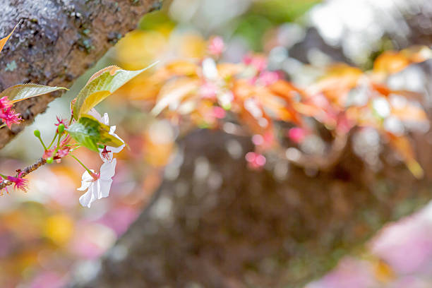 Cherry blossoms in Japan