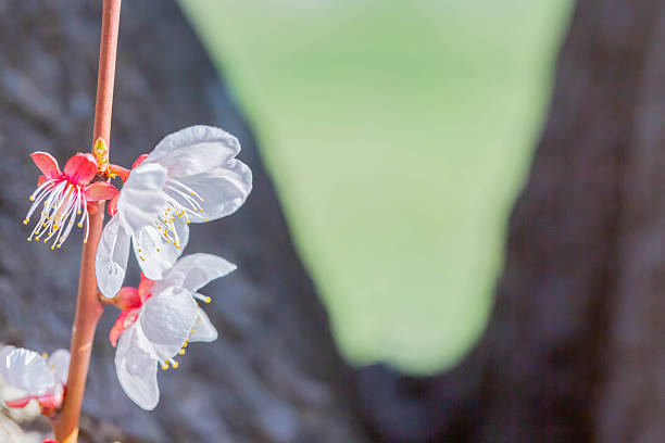 istock Cherry blossoms in Japan 2253187916