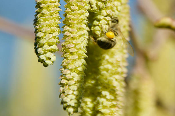 Honeybee collecting pollen on hazel catkin against blue sky, macro close-up showing pollination, spring bloom, and natural wildlife detail in bright outdoor light.
