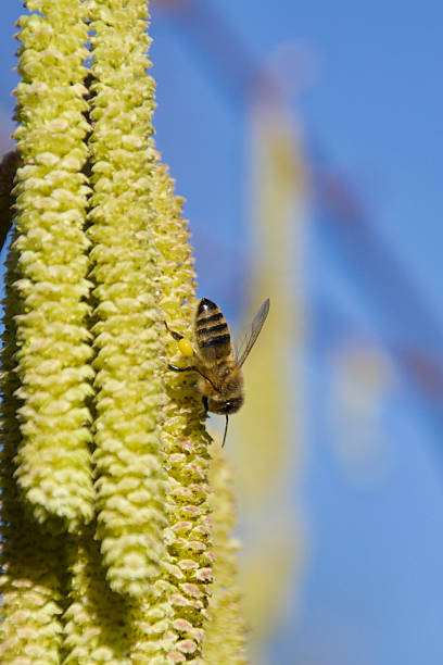Detailed macro shot of bee on orange flower petal during springtime pollination.