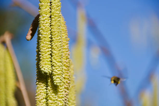 flower of Hazel shrub (Corylus Avellana)