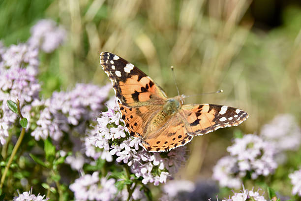 Pieris brassicae, the large white, also called cabbage butterfly, cabbage white, cabbage moth (erroneously), or in India the large cabbage white on a scabiosa flower in summer, Guadalajara, Spain