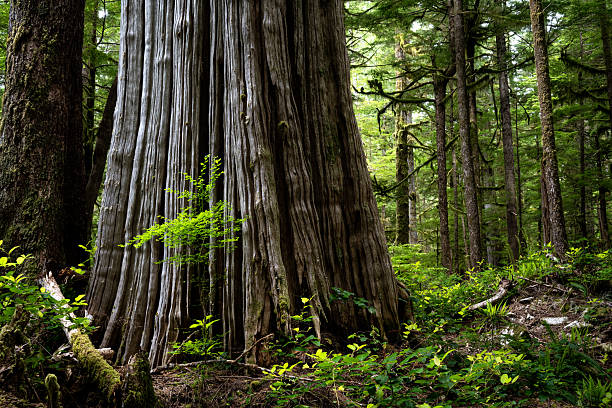 A large Western Red Cedar, Central Walbran Valley, Vancouver Island, British Columbia, Canada