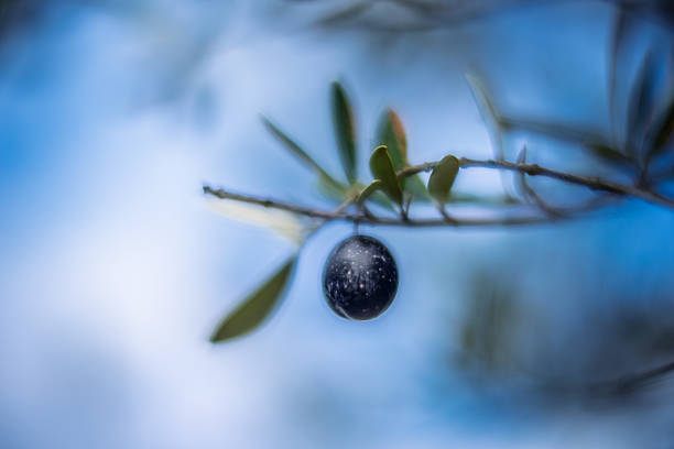 A solitary black olive hangs from an olive tree branch. Captured in a soft, dreamy style using a vintage lens wide open, emphasizing bokeh and shallow depth.