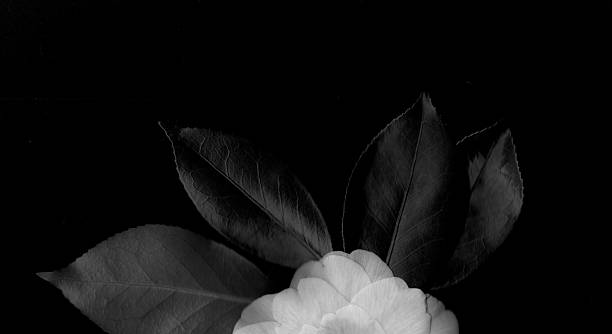 Cropped White Flower with Black Leaves. Background with Copy Space.