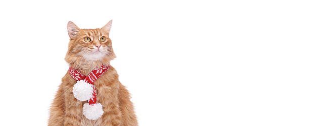 istock Ginger Cat Wearing Red Winter Scarf Isolated on White 2253191222