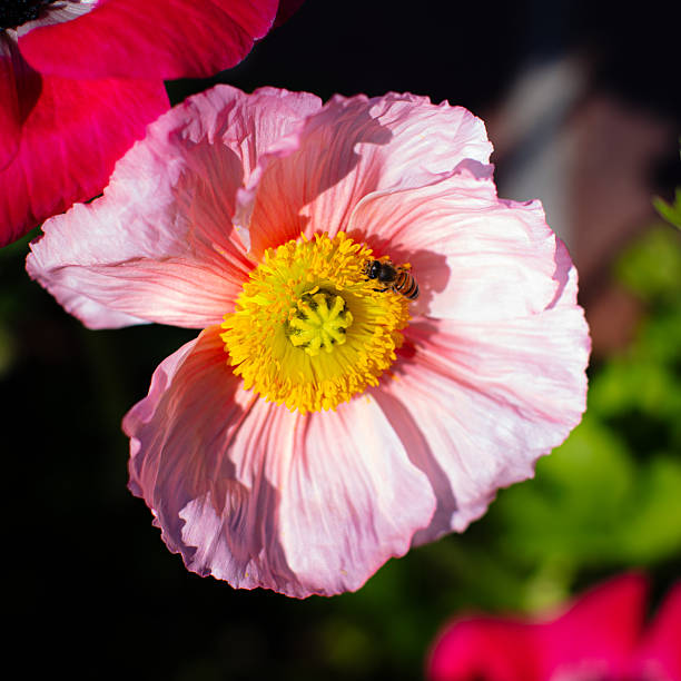 A bright red poppy reveals its center, where a bee actively collects pollen. Sunlight highlights the texture of the petals and the delicate details of the flower.