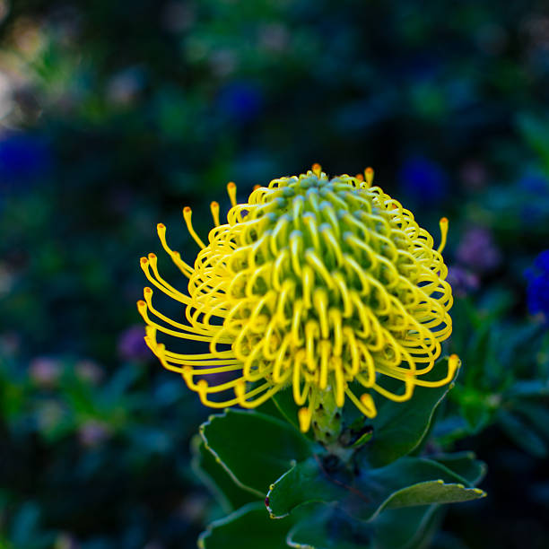 Complexity in every curve. A stunning close-up of an exotic bloom, proving that the most beautiful architectures are often found in our own backyards.