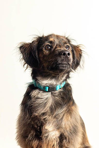 istock Warm Dog Portrait 2253194076