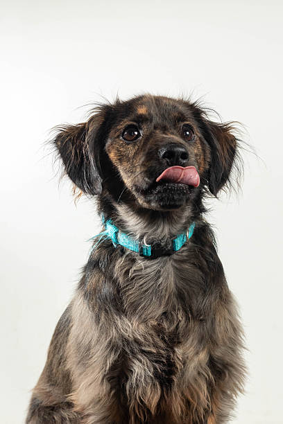 Happy brown dog close-up portrait with tongue out and bright expression against a white background. Great for pet portraits, animal photography, and lifestyle themes.