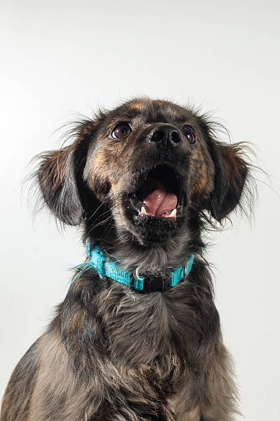 istock Dog With Mouth Wide Open 2253194080
