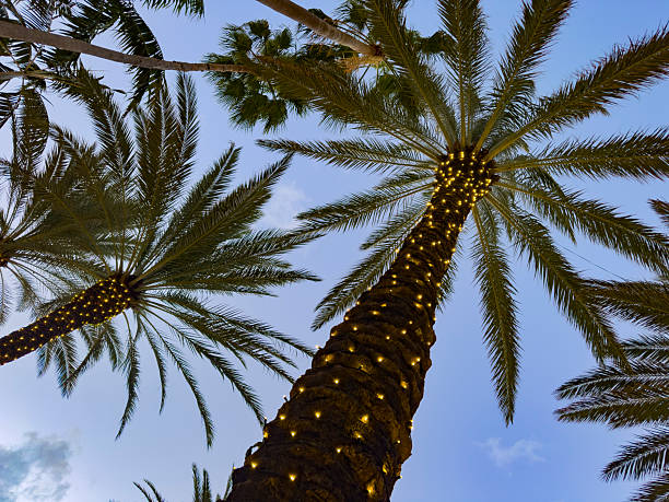 istock Palm Trees with Christmas Lights at Blue Hour,  Miami Beach 2253194882