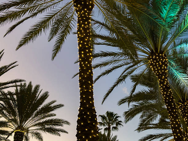 istock Palm Trees with Christmas Lights at Blue Hour,  Miami Beach 2253194883