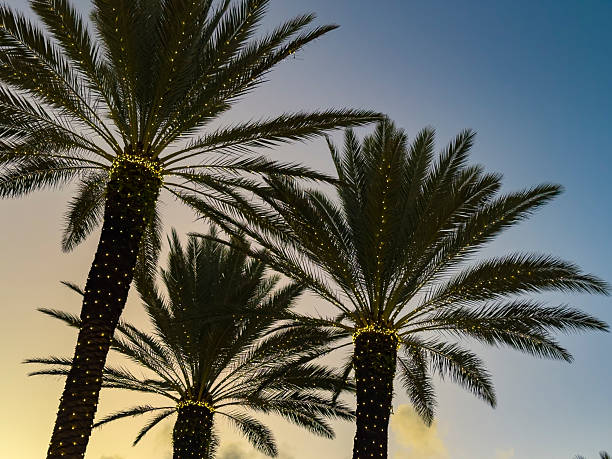 istock Palm Trees with Christmas Lights at Blue Hour,  Miami Beach 2253194884