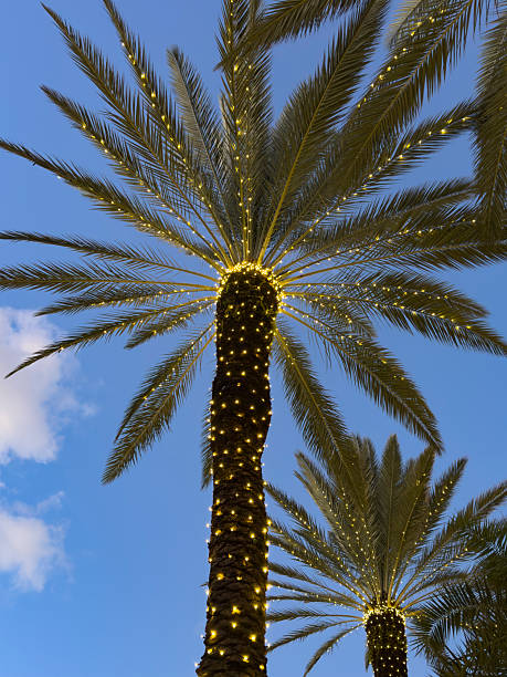 istock Palm Trees with Christmas Lights at Blue Hour,  Miami Beach 2253194889