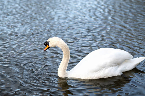 One mute swans ,Cygnus olor, swimming on a pond in spring.