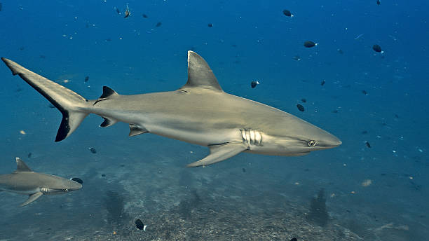istock Sleek Shark Swimming among Smaller Fish in Deep Blue Ocean 2253195469