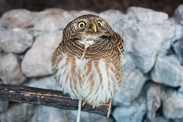 This charming owl perched on a branch showcases stunning details of its feathers and whimsical expression, set against a natural rocky backdrop.
