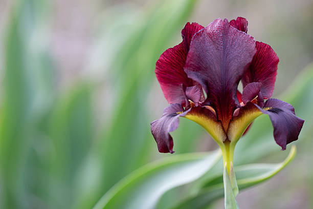Iris Red Pike Kite Maroon Purple Flower Head Single Raindrop Dew Drop Henry Sidgwick Coastal Iris 'Black Swan' British Tall Bearded Dark-Purple Iris Close-Up Violet Plum Color Raindrop Atropurpurea Beautiful Macro Photography for presentation, flyer, card, poster, brochure, banner