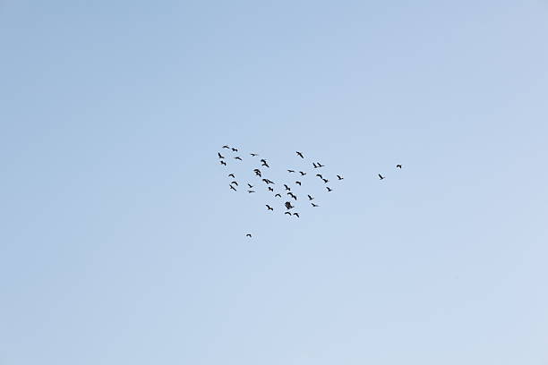 A flock of birds is flying in the blue sky.