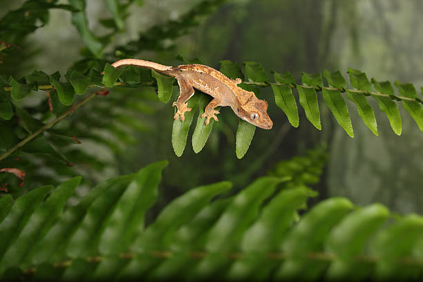 istock Crested Gecko on fern 2253202259