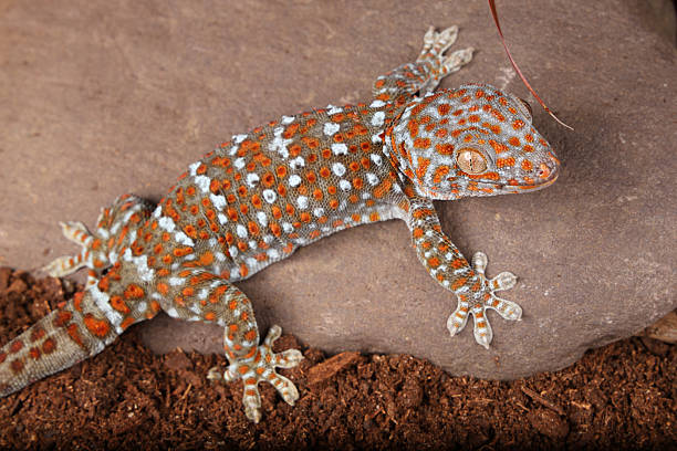 istock Tokay Gecko top view 2253202340