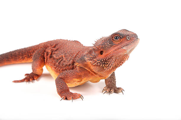 istock Bearded Dragon - Red Monster 4 2253202552