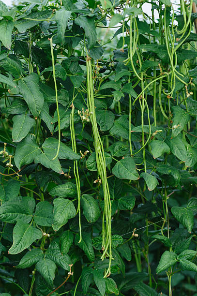 istock Cowpea  plants in growth at vegetable field 2253203258