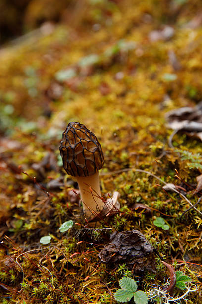 Wild edible mushroom Morchella in the forest