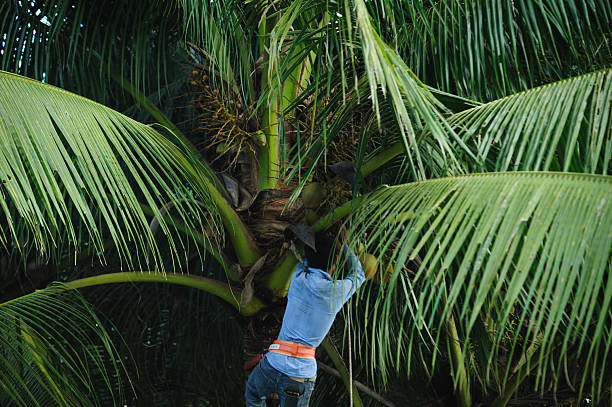 istock Harvest coconut fruits on tree 2253203842