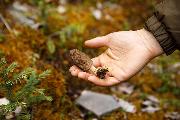 Picking wild edible mushroom Morchella in the forest