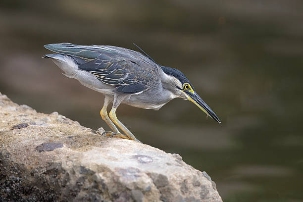 A Striated heron standing on a rock beside the water, carefully observing its surrounding while hunting for prey. Captured in natural light with a soft blurred background, this image highlights wildlife behavior, focus, and patience in a natural wetland habitat.