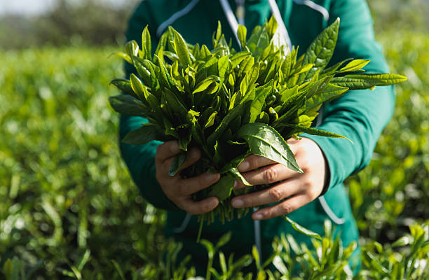 istock Tea farmer picking green tea bud in spring tea farm 2253204916