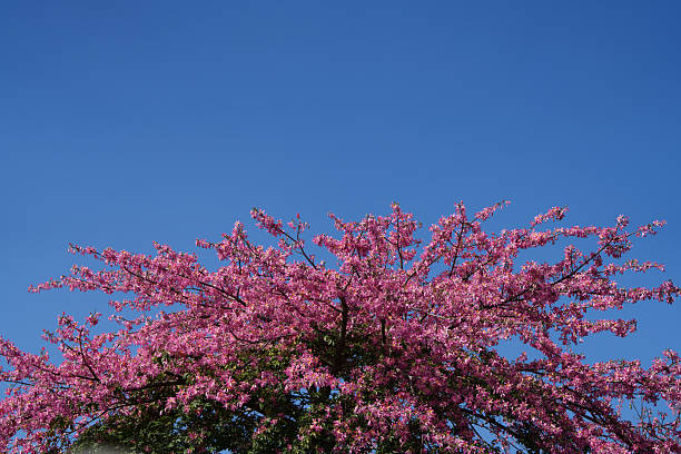 Beautiful kapok flowers