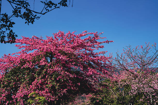 Beautiful kapok flowers
