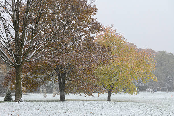 istock Early November snowfall transforming autumn trees in Toronto park 2253205726
