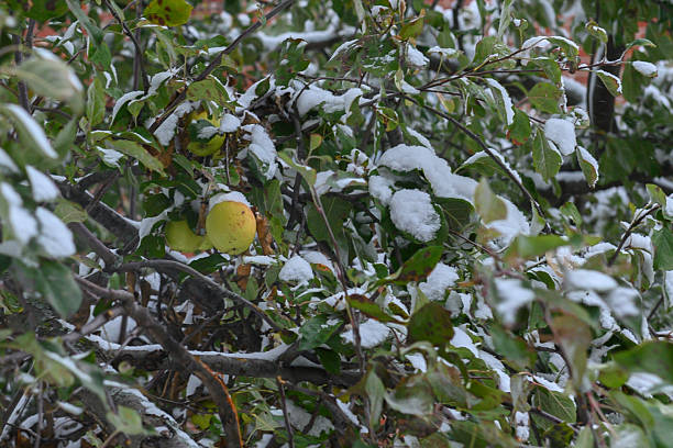 Frozen and snow covered crabapple berries after a winter snowstorm.