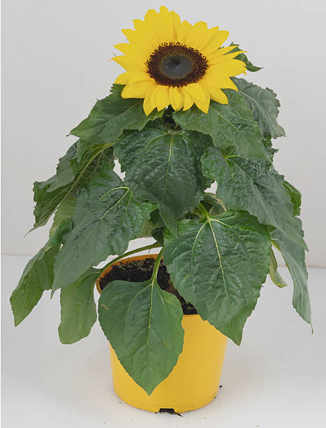 istock A single blooming sunflower in a pot isolated nature background with clipping path 2253209269