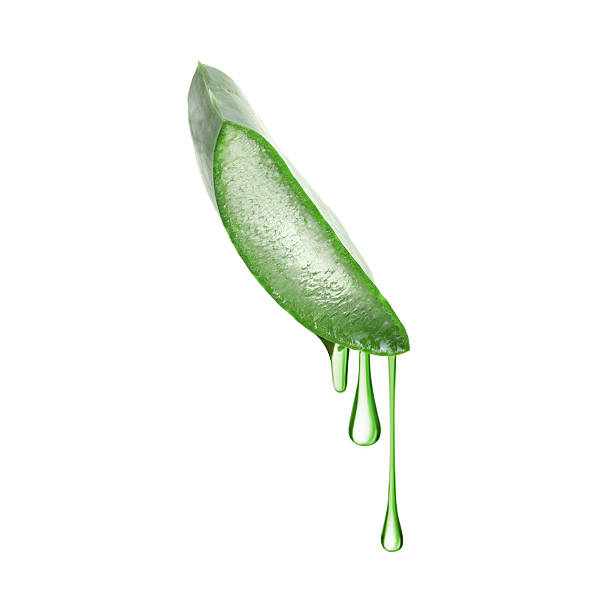 istock Aloe vera leaf cross section with juice in air on white background 2253210780