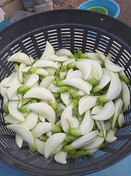 Sesbania grandiflora in market