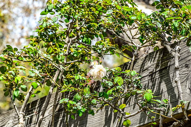 Close-up view of a rose bush featuring a single pale-colored rose in bloom set against a weathered wooden fence. The image highlights natural texture, soft color contrast, and a calm garden atmosphere, evoking themes of beauty, growth, and rustic outdoor settings.