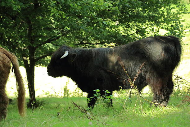 A black highland cattle stands calmly on a green meadow beneath leafy forest trees in soft natural daylight. Long shaggy fur strong body and curved horn clearly identify this hardy Scottish breed adapted to outdoor grazing. The rural scene reflects peaceful farming wildlife friendly agriculture and balance with nature. Fresh grass woodland shade and open space create a calm pastoral mood connected to sustainability countryside tradition and animal welfare values in natural landscape..