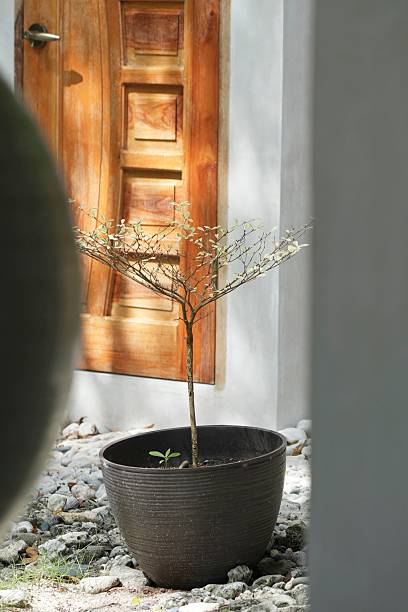 istock Sparse Potted Tree Before Wooden Door 2253223006