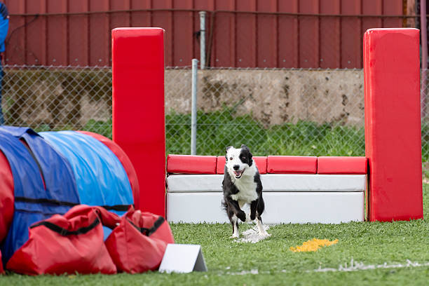 Border Collie soars through the air with intense focus while catching a flying disc during outdoor frisbee training. Captures precision, athleticism, and joyful energy of active dog play.