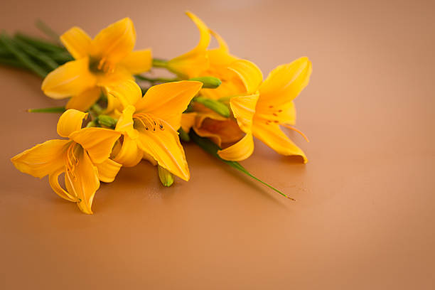 Yellow Lily Flowers on black background