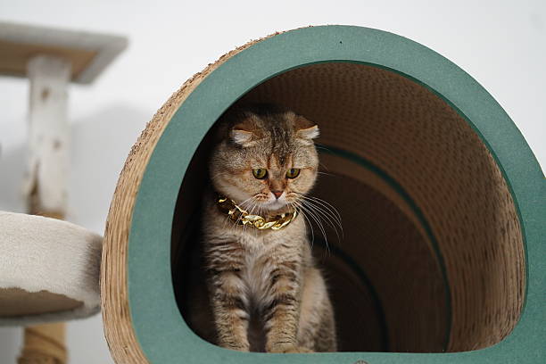 istock Adorable tabby cat sitting inside a cozy tunnel-shaped pet playhouse with soft textures and vibrant colors, looking curiously out from the opening 2253227775