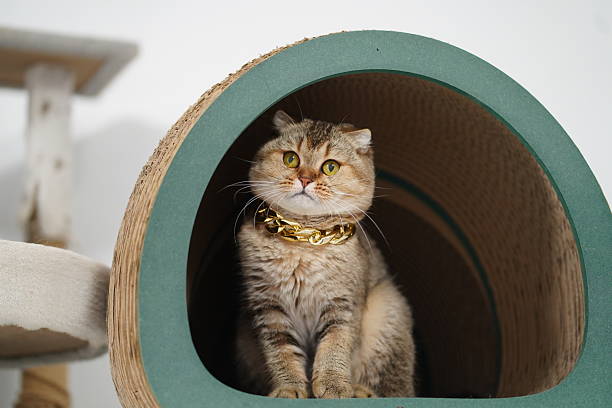 istock Adorable fluffy cat sitting inside a cozy round cat tunnel with a playful expression and shiny golden collar, perfect for pet lovers and feline enthusiasts 2253227844
