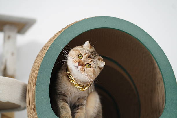 istock Adorable playful cat sitting inside a round scratching post with a stylish gold collar, looking curiously at the camera in a cozy indoor environment 2253227915