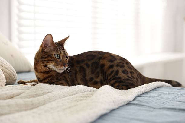 istock Bengal cat lying on bed indoors. Beautiful pet 2253227929