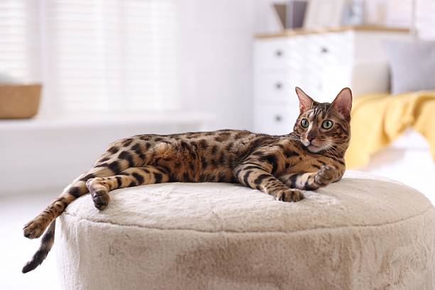 istock Bengal cat lying on pouf indoors, space for text. Beautiful pet 2253227935